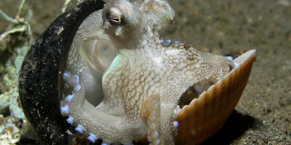 octopus