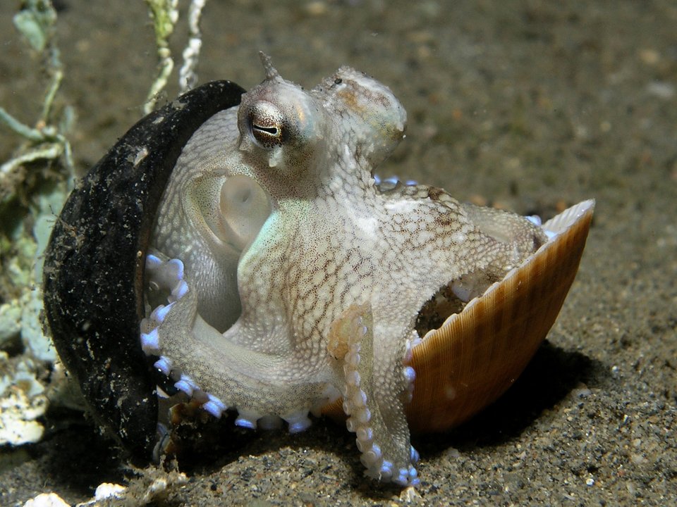 octopus