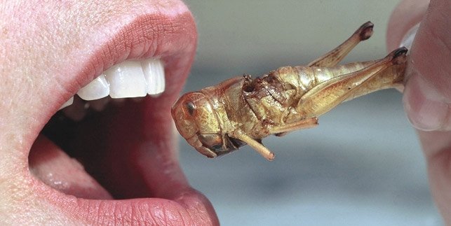 Insects snack ©:  Boris Roessler | dpa - Fotoreport