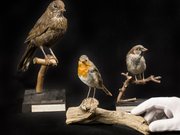 Vogelpräparate, Zoologische Lehrsammlung der HU, Foto: TA T