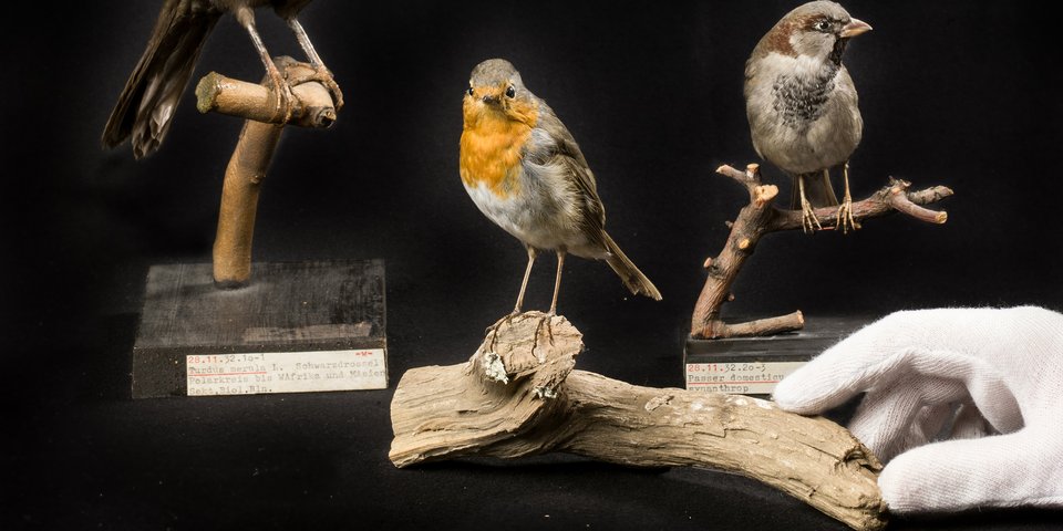 Vogelpräparate, Zoologische Lehrsammlung der HU, Foto: TA T