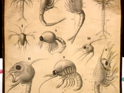 Foto: Verschiedene Larvenformen und Jugendstadien von Garnelen, Flusskrebsen u. a., Wandtafel von Rudolf Leuckart von 1892, © Humboldt-Universität zu Berlin, Lebenswissenschaftliche Fakultät, Institut für Biologie/Vergleichende Zoologie