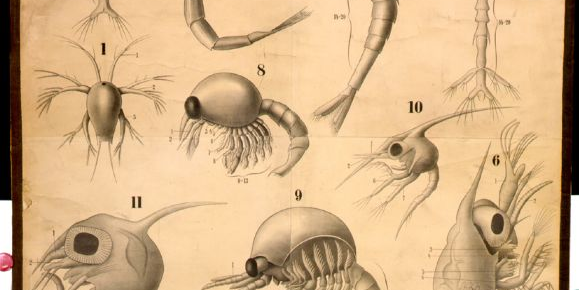 Foto: Verschiedene Larvenformen und Jugendstadien von Garnelen, Flusskrebsen u. a., Wandtafel von Rudolf Leuckart von 1892, © Humboldt-Universität zu Berlin, Lebenswissenschaftliche Fakultät, Institut für Biologie/Vergleichende Zoologie